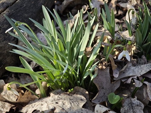 Caucasian snowdrop (Galanthus alpinus)