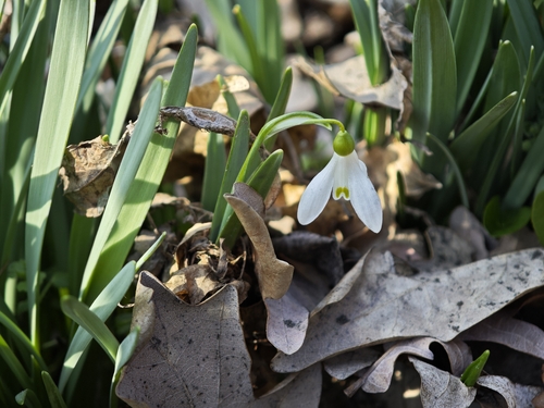 Galanthus alpinus, photograph 1