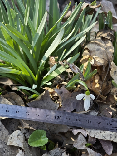 Galanthus alpinus, photograph 2