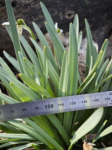 Galanthus alpinus, photograph 3