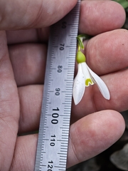 (c) Igor Balashov, some rights reserved (CC BY) Galanthus alpinus, photograph (c) Igor Balashov, some rights reserved (CC BY)