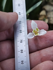 (c) Igor Balashov, some rights reserved (CC BY) Galanthus alpinus, photograph (c) Igor Balashov, some rights reserved (CC BY)
