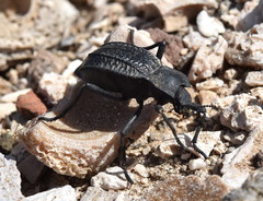 Philolithus aegrotus