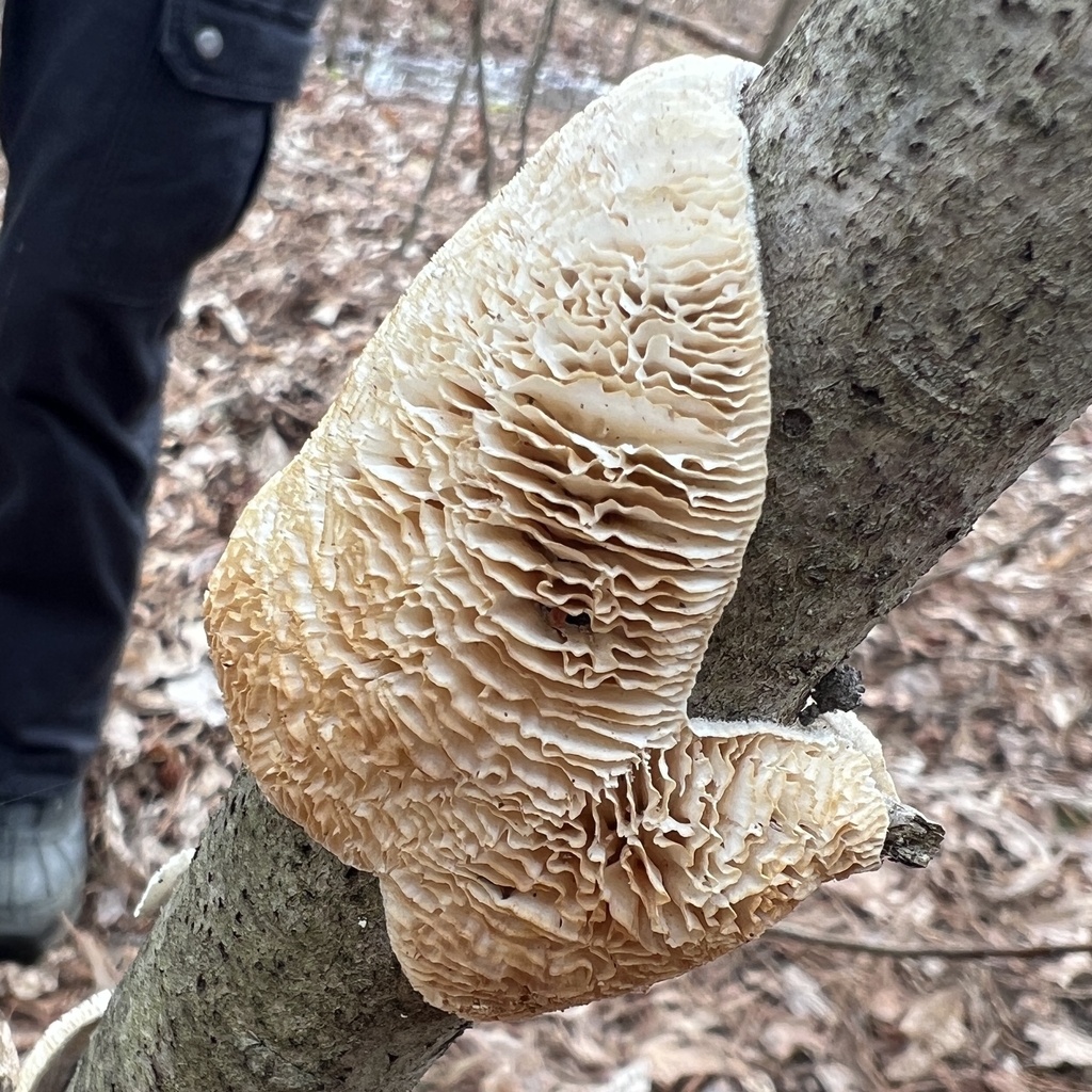 Trametes betulina · March 2026 · photo: © annegp (iNaturalist, cc0)