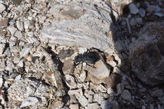 Philolithus aegrotus