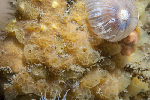 Hymedesmia rathlinia
