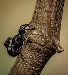 Rhynolaccus formicarius