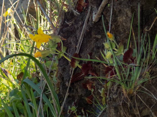 Beach Monkeyflower (Erythranthe arenicola)