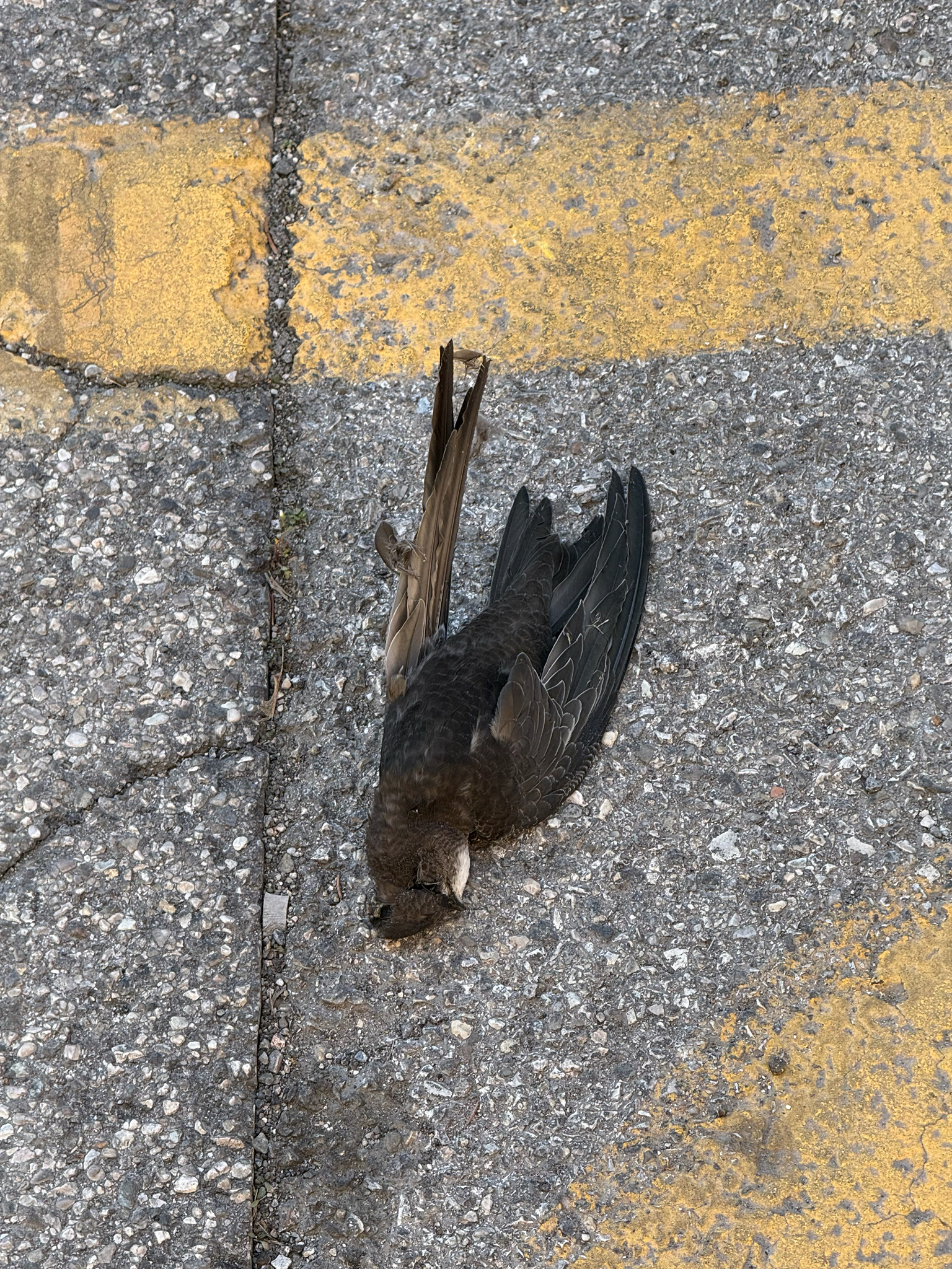 Apus apus (Linnaeus, 1758)