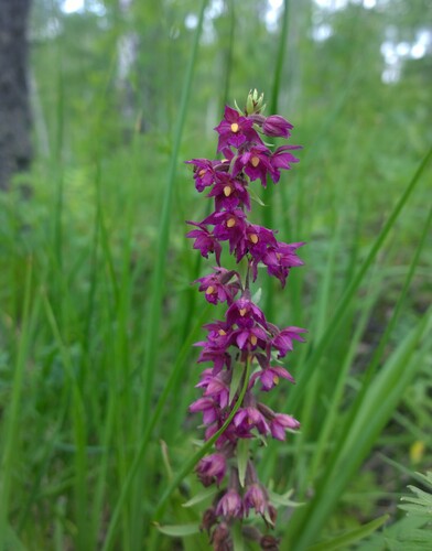 Dark-red Helleborine (Epipactis atrorubens)