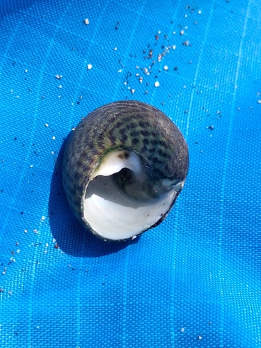 Phorcus sauciatus