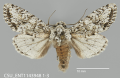 Egira cognata