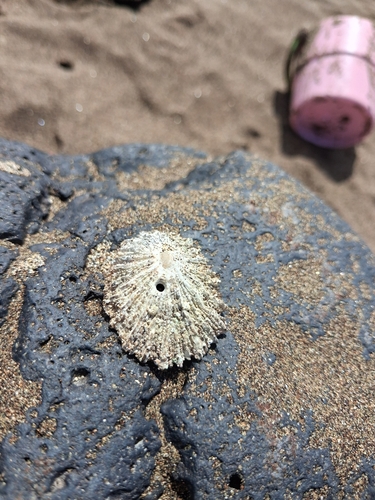 Patella aspera