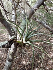 Tillandsia polystachia, photograph (c) Anilton Junior, some rights reserved (CC BY)