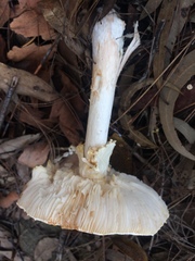 Amanita ananiceps