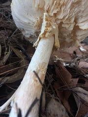 Amanita ananiceps