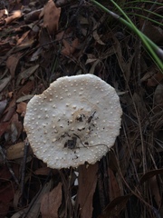 Amanita ananiceps