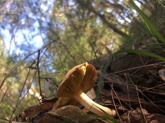 Phylloporus clelandii