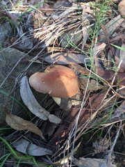 Phylloporus clelandii