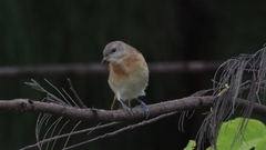 Conopophila albogularis