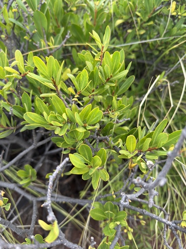Hallab (Periploca laevigata)