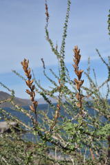 Fouquieria burragei
