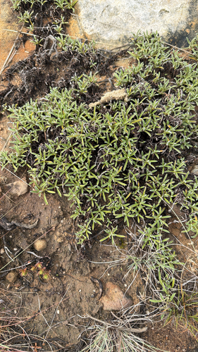 Helichrysum chionosphaerum observed 2026-03-25