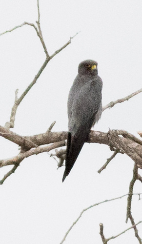 iNaturalist image