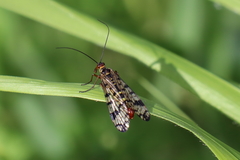 Panorpa meridionalis