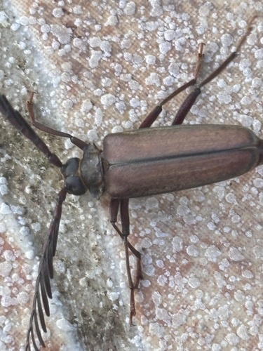 Polyoza lacordairei