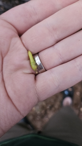 Eucalyptus sporadica, photograph 1