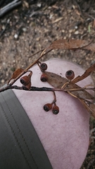 author not stated, no rights reserved Eucalyptus sporadica, photograph author not stated, no rights reserved