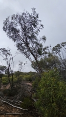 author not stated, no rights reserved Eucalyptus sporadica, photograph author not stated, no rights reserved