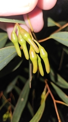 author not stated, no rights reserved Eucalyptus sporadica, photograph author not stated, no rights reserved