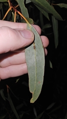 Eucalyptus sporadica, photograph author not stated, no rights reserved
