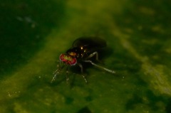 Chrysocharis