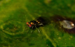 Chrysocharis