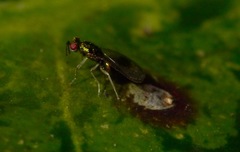 Chrysocharis