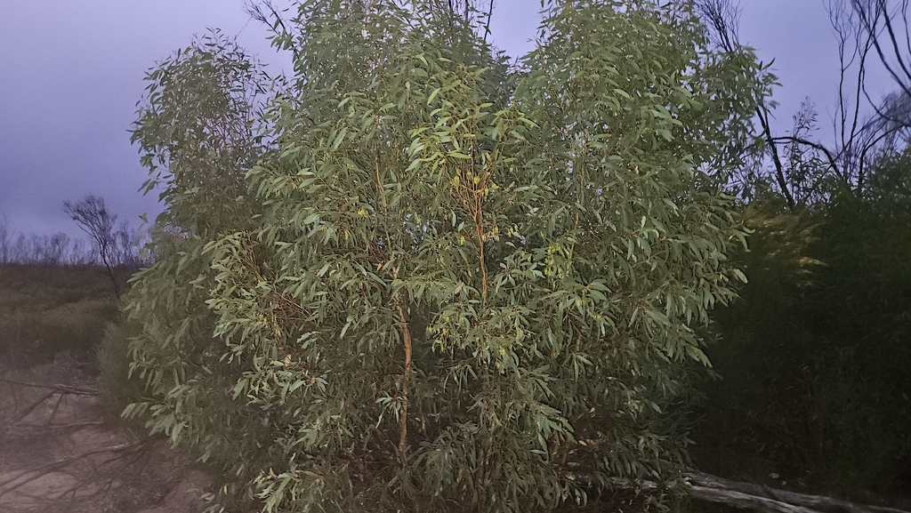 Eucalyptus sporadica; photograph author not stated, no rights reserved