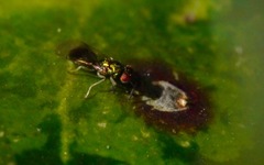 Chrysocharis