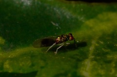 Chrysocharis