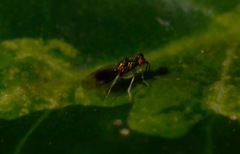Chrysocharis