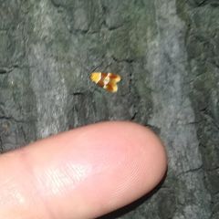 Epicallima bruandella