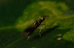 Chrysocharis