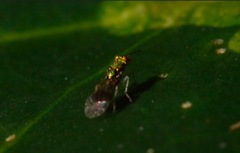 Chrysocharis