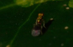 Chrysocharis