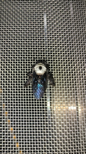 Pale-thorax Carpenter Bee