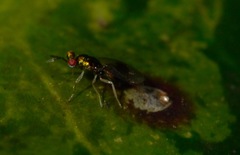 Chrysocharis