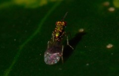 Chrysocharis