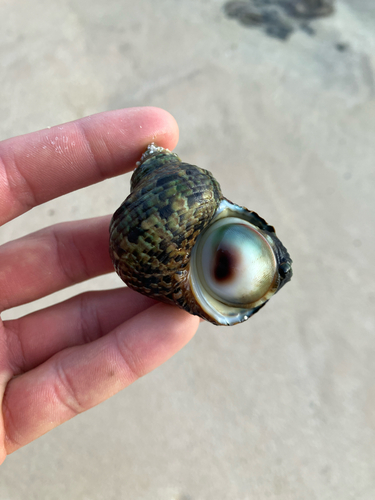 Turbo intercostalis